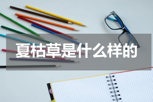夏枯草是什么样的