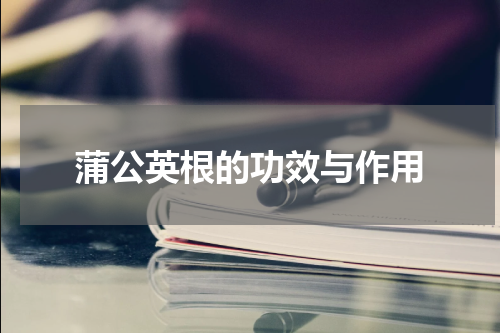 蒲公英根的功效与作用
