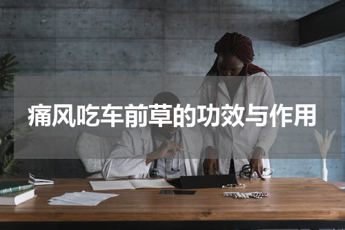 痛风吃车前草的功效与作用