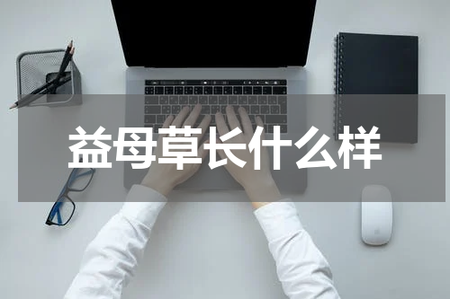 益母草长什么样