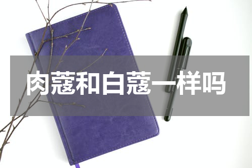 肉蔻和白蔻一样吗