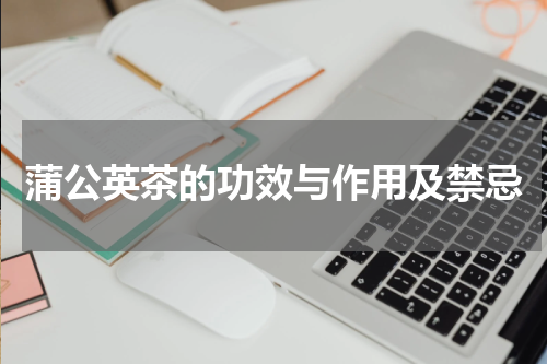 蒲公英茶的功效与作用及禁忌