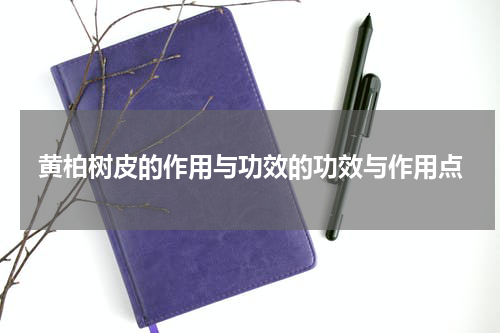黄柏树皮的作用与功效的功效与作用点