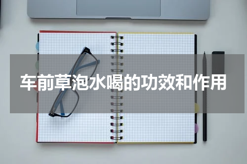 车前草泡水喝的功效和作用