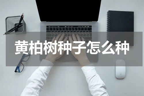黄柏树种子怎么种