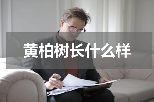 黄柏树长什么样