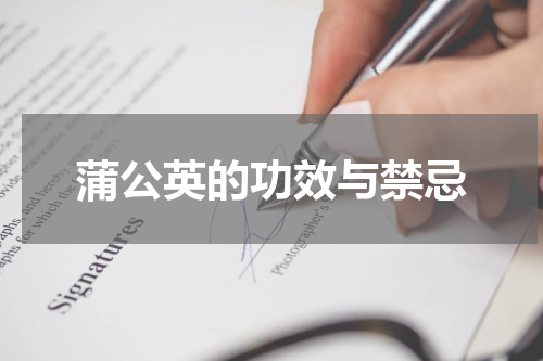 蒲公英的功效与禁忌