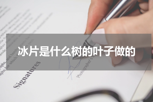 冰片是什么树的叶子做的