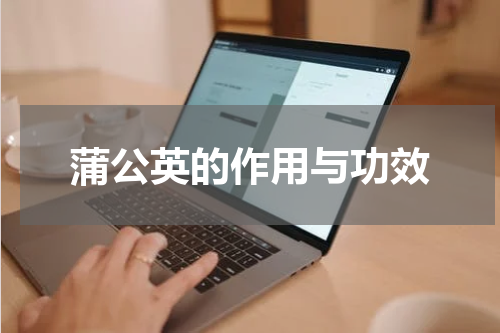 蒲公英的作用与功效