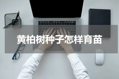 黄柏树种子怎样育苗