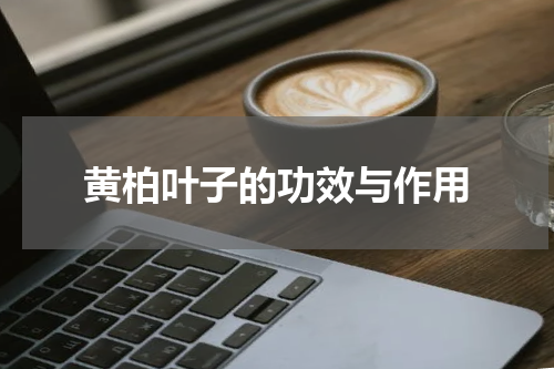 黄柏叶子的功效与作用