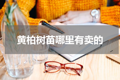 黄柏树苗哪里有卖的