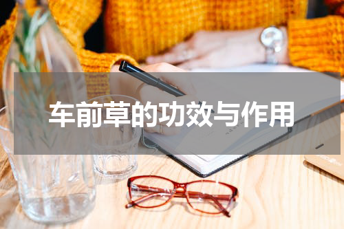 车前草的功效与作用