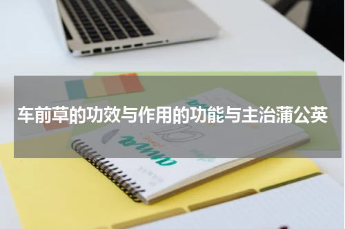 车前草的功效与作用的功能与主治蒲公英