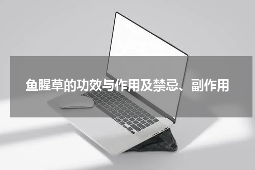 鱼腥草的功效与作用及禁忌、副作用