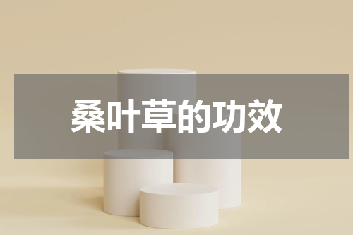桑叶草的功效