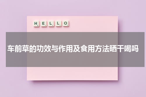 车前草的功效与作用及食用方法晒干喝吗