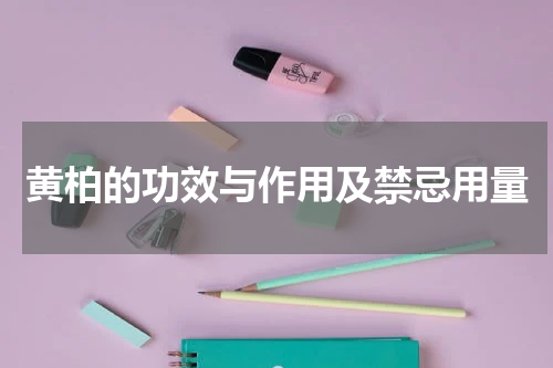 黄柏的功效与作用及禁忌用量