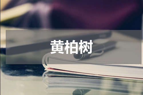 黄柏树