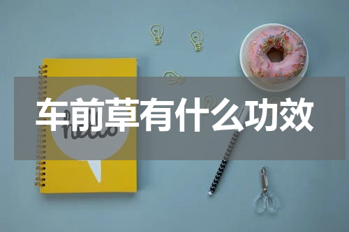 车前草有什么功效