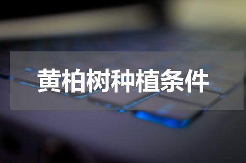 黄柏树种植条件