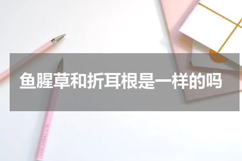 鱼腥草和折耳根是一样的吗