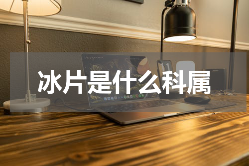 冰片是什么科属