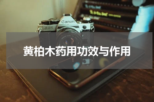 黄柏木药用功效与作用