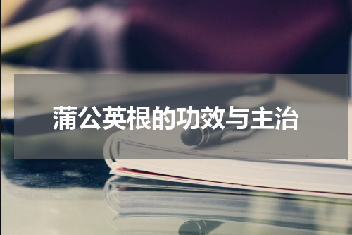 蒲公英根的功效与主治