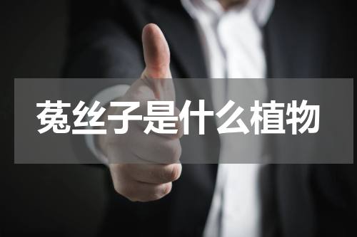 菟丝子是什么植物