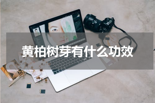 黄柏树芽有什么功效