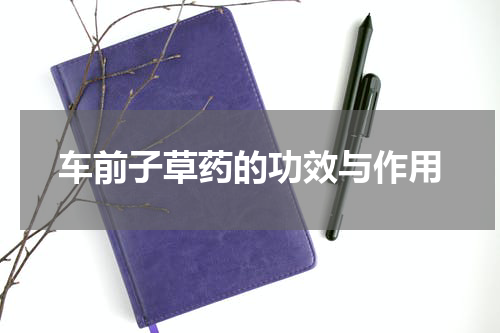 车前子草药的功效与作用