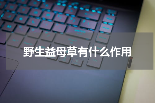 野生益母草有什么作用