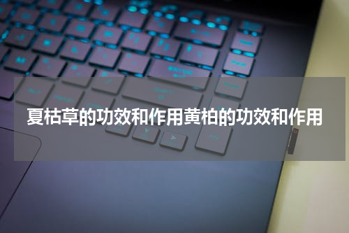 夏枯草的功效和作用黄柏的功效和作用