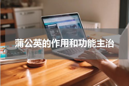 蒲公英的作用和功能主治