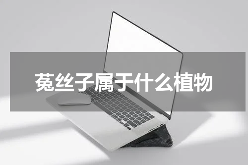 菟丝子属于什么植物