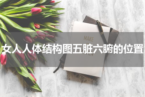 女人人体结构图五脏六腑的位置