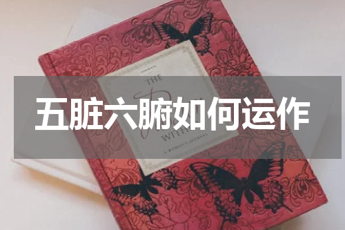 五脏六腑如何运作