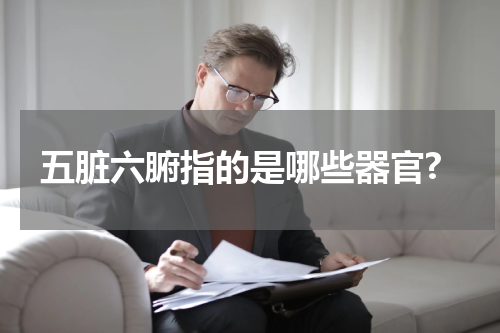 五脏六腑指的是哪些器官?