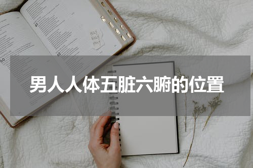 男人人体五脏六腑的位置