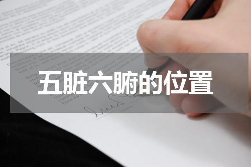 五脏六腑的位置