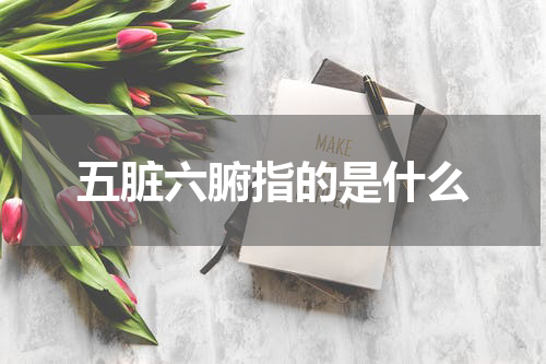 五脏六腑指的是什么