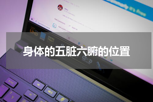 身体的五脏六腑的位置
