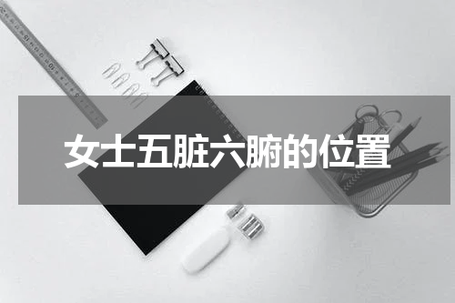 女士五脏六腑的位置